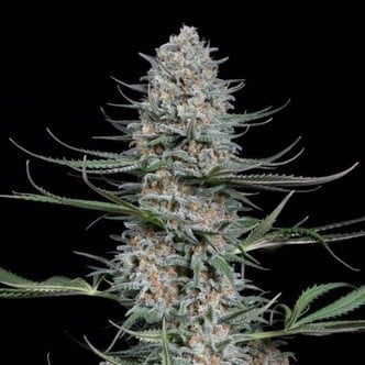 Quick Critical+ (Dinafem) feminized