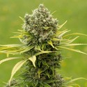 Dinamed CBD Plus (Dinafem) Feminized