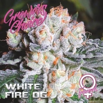 White Fire OG (Growers Choice) Feminized