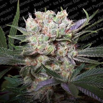 Californian Gold (Paradise Seeds) Feminized