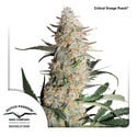 Critical Orange Punch (Dutch Passion) feminized