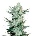 Tangie Auto (FastBuds) Feminized