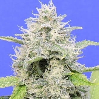 Gorilla Zkittlez (Original Sensible) feminized