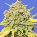 Zkittlez (Original Sensible) feminized