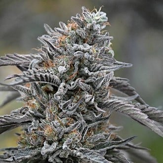 Black D.O.G. (Humboldt Seed Organization) Feminized