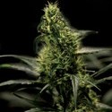 Energy Haze (Bulldog Seeds) feminized