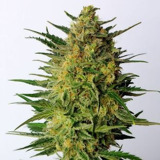 Super AK (Kannabia) feminized