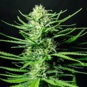 Cinderellas (Sumo Seeds) feminized