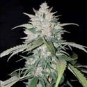 AK Full Auto (Sumo Seeds) Feminized