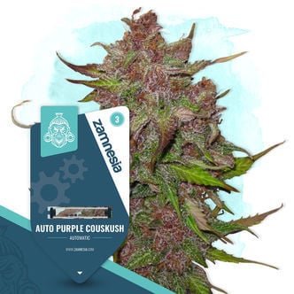 Auto Purple CousKush (Zamnesia Seeds) Feminized