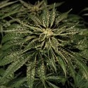 O.Z. Kush (Bulldog Seeds) feminized