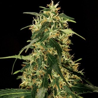 Bubblegum Kush (Bulldog Seeds) feminized