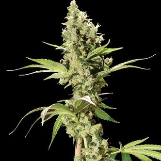 Bubblegum Kush (Bulldog Seeds) feminized