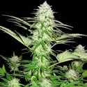 Sweet Harlem Diesel (Sumo Seeds) Feminized