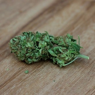Sweet Harlem Diesel (Sumo Seeds) Feminized