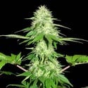 Appleberry (Sumo Seeds) feminized