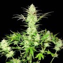 Ultimate AK (Sumo Seeds) feminized