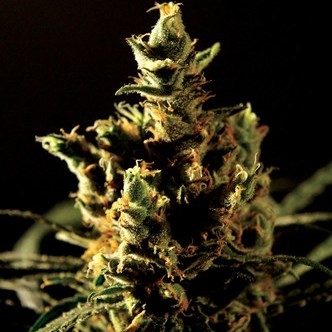 The Bulldog Haze (Bulldog Seeds) feminized