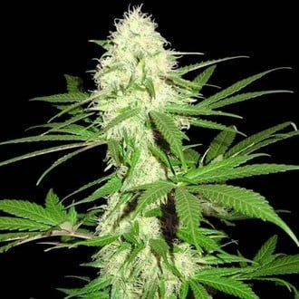 Sumo's Big Bud (Sumo Seeds) feminized