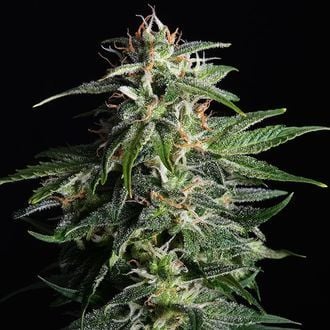 Swiss Dream Auto CBD (Kannabia) feminized