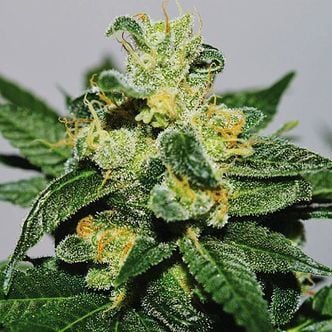 White Gold (Expert Seeds) feminized