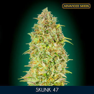 Skunk 47 (Advanced Seeds) Feminized