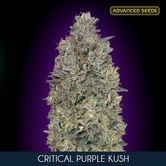 Critical Purple Kush (Advanced Seeds) feminized