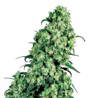 Skunk 1 (White Label) feminized