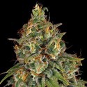 Strawberry AKeil (Serious Seeds) Feminized