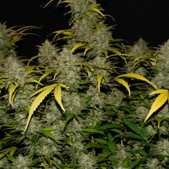Gelato Auto (FastBuds) feminized