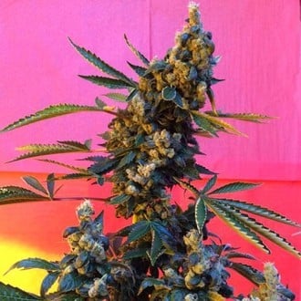 DeeDee (French Touch Seeds) regular