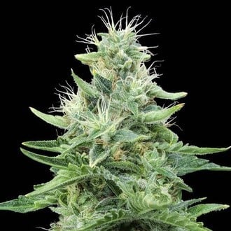 Gorilla Candy (Eva Seeds) feminized