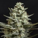 Sweet Bilbo (Genehtik Seeds) feminized