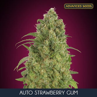 Auto Strawberry Gum (Advanced Seeds) feminized