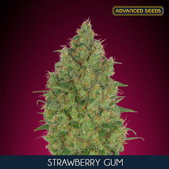 Strawberry Gum (Advanced Seeds) feminized