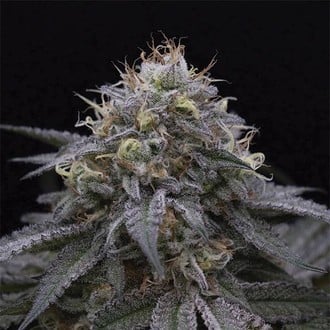 Sugar Breath (Humboldt Seed Organization) feminized