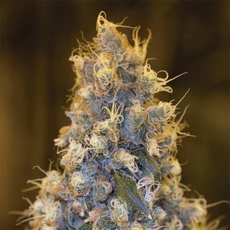 Blue Fire (Humboldt Seed Organization) feminized