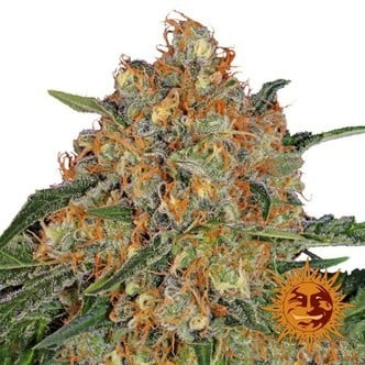 Orange Sherbert (Barney's Farm) feminized