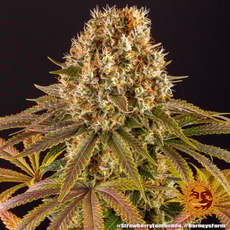 Strawberry Lemonade (Barney's Farm) feminized