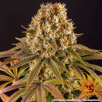 Strawberry Lemonade (Barney's Farm) feminized