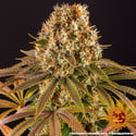Strawberry Lemonade (Barney's Farm) feminized