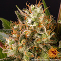 Strawberry Lemonade (Barney's Farm) feminized