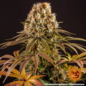Strawberry Lemonade (Barney's Farm) feminized