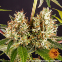 Strawberry Lemonade (Barney's Farm) feminized