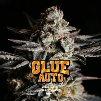 GG#4 Auto (BSF Seeds) feminized