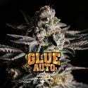 GG#4 Auto (BSF Seeds) feminized