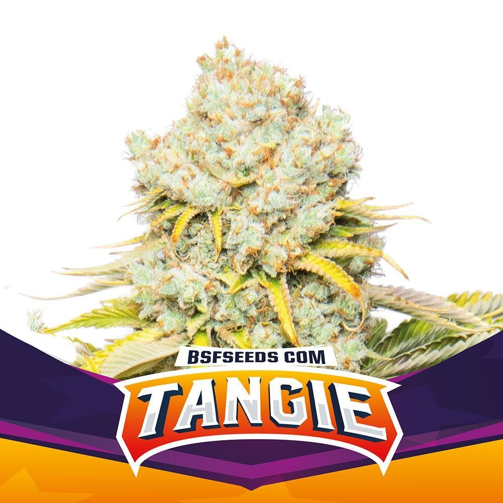 Tangie | BSF Seeds | Cannabiszaden