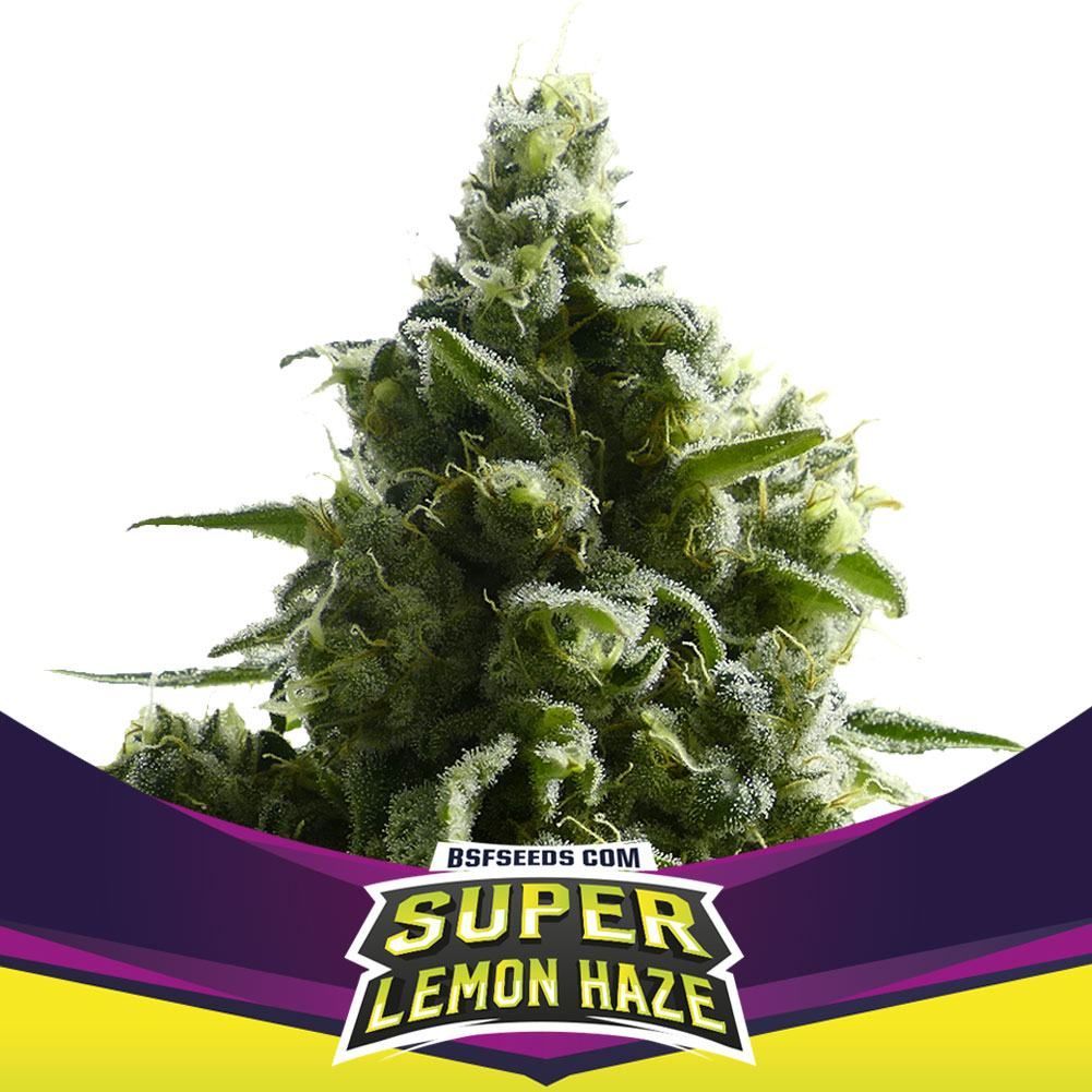 Super Lemon Haze | BSF Seeds | Cannabiszaden