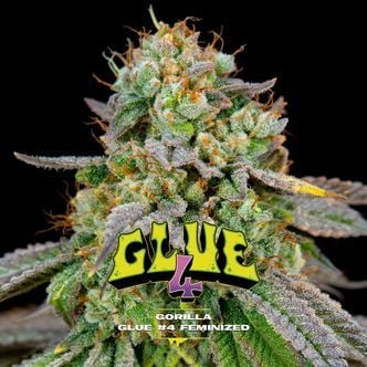 GG#4 (BSF Seeds) feminized
