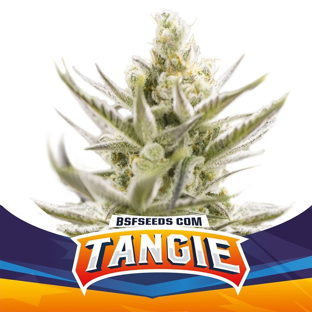 Tangie XXL Auto | BSF Seeds | Cannabiszaden